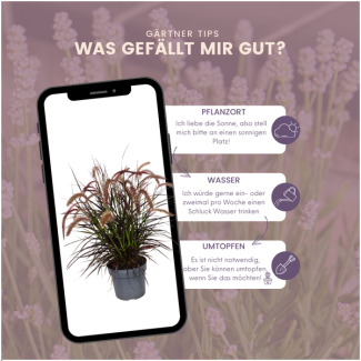 2 x Pennisetum  Tiny Tails  -  Ø19 cm -  ↨ 40-50 cm