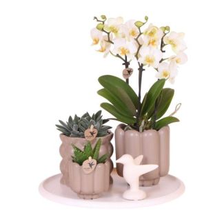 Vlinderorchidee Lausanne + Succulenten in Beige potten op Dienblad