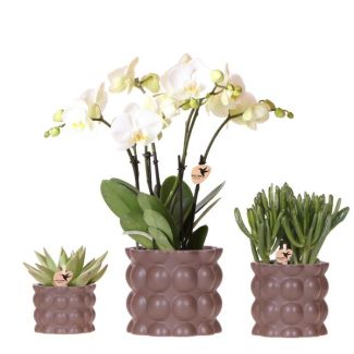 Vlinderorchidee Ghent + succulenten in Zandkleur Sierpot