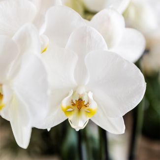 Mooie Plantenset Cotton Zand, Bestaande uit Witte VlinderOrchidee Ghent Ø12cm,Groene Planten in potmaat 9cm en potmaat 6cm, Bloeiende Kamerplant