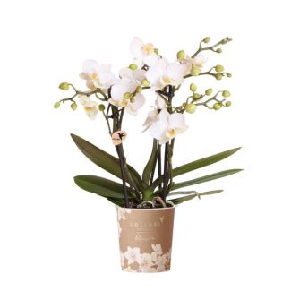 Vlinderorchidee Zürich
