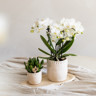 Kado Tip! Mooie vlinderOrchidee, Zürich , Kleur Wit, Ø9cm , Bloeiende Kamerplant