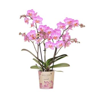 Mooie vlinderOrchidee, Switzerland , Kleur Roze met Witte Nerven, Ø9cm , Bloeiende Kamerplant