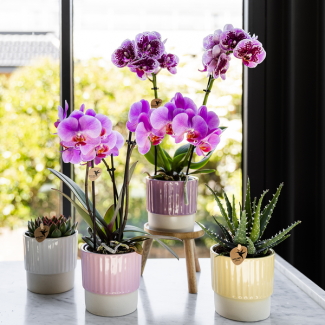 Mooie vlinderOrchidee, Frederikstad, Kleur Paar/Roze/Violet, Ø9cm , Bloeiende Kamerplant