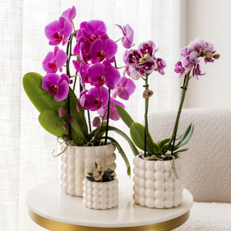 Mooie vlinderOrchidee, FreeRide, Kleur Paars/Roze, Ø12cm , Bloeiende Kamerplant