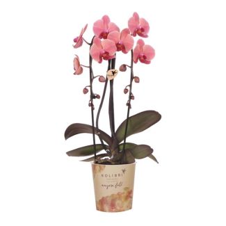 Mooie Zalm/Roze VlinderOrchidee, Narbonne, Ø12cm, Bloeiende Kamerplant