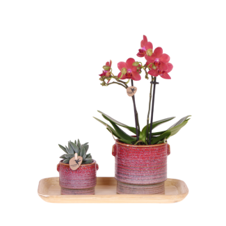 Vlinderorchidee Congo  + Succulent  in Aura Sierpot op dienblad