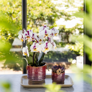 Mooie Set Aura, Bestaande uit een VlinderOrchidee Congo,Ø9cm,  Kleur Rood/Rose, + Succulent Ø6cm, in Aura Sierpotten, Op Bamboe Dienblad