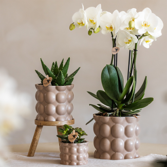 Mooie Plantenset Cotton Zand, Bestaande uit Witte VlinderOrchidee Ghent Ø12cm,Groene Planten in potmaat 9cm en potmaat 6cm, Houten Plantenstandaard, Bloeiende Kamerplant