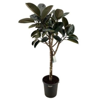 Rubberplant 