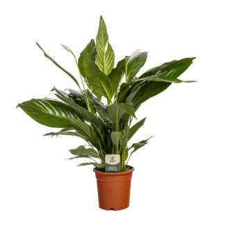 Spathiphyllum Bingo Cupido - Vredeslelie - Lepelplant - 80 cm hoog