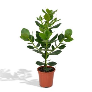 Varkensboom binnen | Clusia rosea Princess | Autograafboom -  ↕60cm - Ø17cm