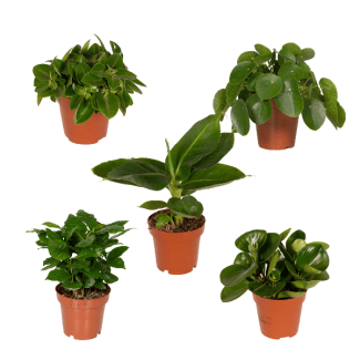 Cadeau voor de Groene Vingers: Verrassingsbox met 5 Diverse Kamerplanten
