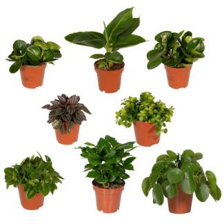 De Plantenbox Vol Verrassingen: 8 Stijlvolle Kamerplanten voor Elke Ruimte