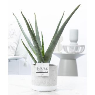 Aloe Vera in P&Pure Collection Jade Ceramics,  Ø12cm - ↕40cm