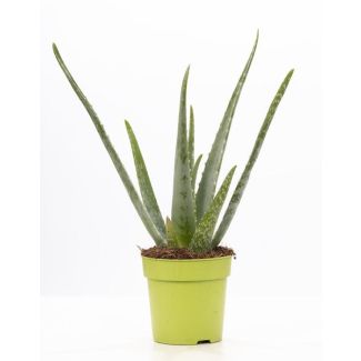 Aloe Vera in P&Pure Collection Pot,  Ø12cm - ↕40cm