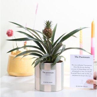 Ananas Rosita Gift  The Passionate  WITH GREETING CARD! - Ø12cm - ↕35cm