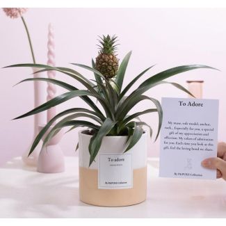 Ananas Rosita Gift  To Adore  WITH GREETING CARD! - Ø12cm - ↕35cm