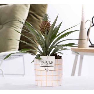 Ananas plant in In P&PURE Tirza Ceramics