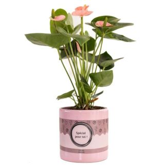 Anthurium Pink (Spirit) In P&PURE  SPECIAL POUR TOI  Verpakking - Ø12cm - ↕45cm
