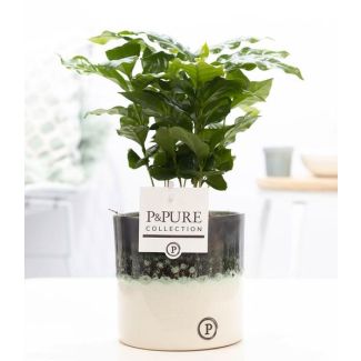 De Koffieplant, Coffea Arabica In P&PURE Illusion - Ø12cm - ↕20cm