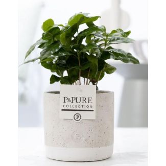 De Koffieplant, Coffea Arabica In P&PURE Jade Ceramics - Ø12cm - ↕20cm