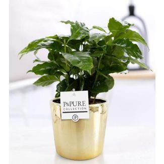 De Koffieplant, Coffea Arabica, glanzende Gouden Pot,  P&PURE Laryssa Serie,  Ø12cm - ↕20cm
