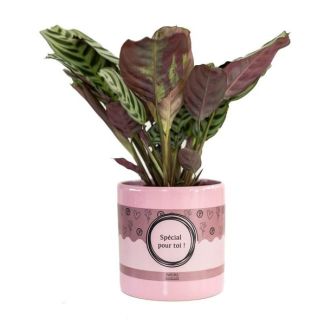 tijlvol Decembercadeau, Ctenanthe Burle Marxii Cadeau – “SPECIAL POUR TOI” Greeting Card, Ø12 cm – ↕25 cm, December Cadeautip,