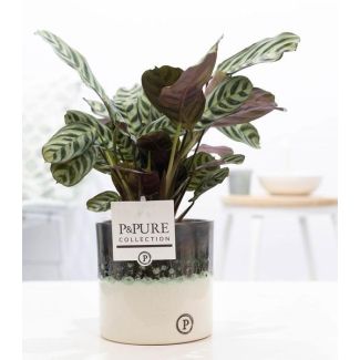 De Visgraatplant, Gebedsplant, Ctenanthe Burle-Marxii, Glanzend Luxe Keramieken Pot Serie P&PURE Illusion Ceramics, Ø12cm - ↕25cm