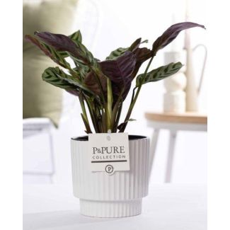 De Visgraatplant, Gebedsplant, Ctenanthe Burle-Marxii, Glanzend Witte Keramieken Pot Serie P&PURE Ivy Ceramics, Ø12cm - ↕25cm