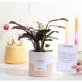 Stijlvol Decembercadeau, Ctenanthe Burle Marxii Cadeau – “The Jubilee” Greeting Card, Ø12 cm – ↕25 cm, December Cadeautip,