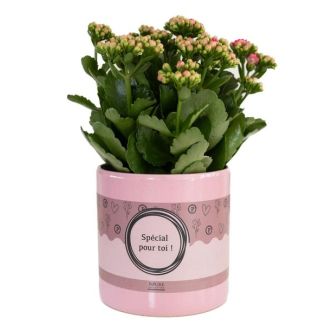 Kalanchoe Ø12cm - ↕27cm, in Luxe Special Pour Toi Cadeauverpakking, Roze Bloei, Perfect voor Collega’s & Vrienden, Perfect Decembergeschenk , Kado=Tip