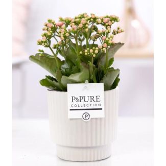 Kalanchoe, Kleur Bloem Roze,  Glanzend Witte Pot uit de P&PURE,Ivy Ceramics Serie,  Ø12 cm – Hoogte 27 cm