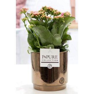 Kalanchoe, Kleur Bloem Roze,  GoudBronze Pot uit de P&PURE,Juliette Ceramics Serie,  Ø12 cm – Hoogte 27 cm