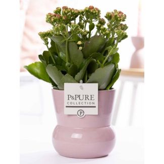 Kalanchoe, Kleur Bloem Roze,  roze Pot uit de P&PURE,Maxima Serie,  Ø12 cm – Hoogte 27 cm
