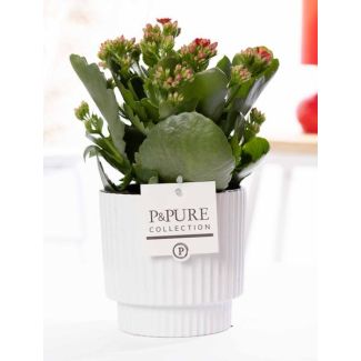 Kalanchoe, Kleur Bloem Rood,  Glanzend Witte Pot uit de P&PURE, Ivy Ceramics Serie,  Ø12 cm – Hoogte 27 cm