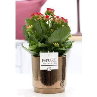 Kalanchoe, Kleur Bloem Rood,  GoudBronzen Pot uit de P&PURE, Juliette Ceramics Serie,  Ø12 cm – Hoogte 27 cm