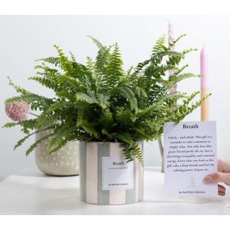 Green Lady Varen Cadeau, “Breath” Kaart, Perfect Decembergeschenk, Ø12 cm ↕35 cm