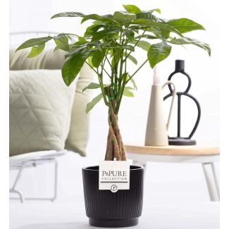 De Geldboom, De Watercacao, Pachira Aquatica in P&PURE Ceramics Liv, Ø12 cm ↕45 cm
