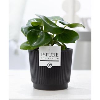 Peperomia Raindrop in Mat-Zwarte Keramische Pot, P&PURE Liv Ceramics, Luxe Kamerplant – Fris, Sterk & Tijdloos, Ø12cm - ↕25cm