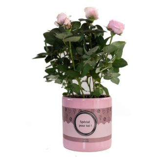 Special Pour Toi Rozenplant, Lichtroze Roos,  Ø12cm - ↕30cm, Mooi Cadeau voor Elke Gelegenheid