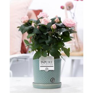 Licht-Roze Kamerroos,  Stijlvolle Roze Pot P&PURE Lauren Ceramics ,  Ø12 cm – Hoogte 30 cm