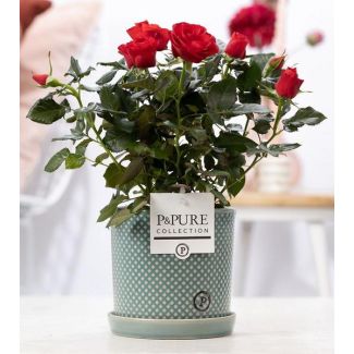Rode Kamerroos,  Stijlvolle Wite Pot P&PURE Lauren Ceramics ,  Ø12 cm – Hoogte 30 cm