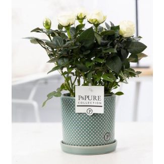 Witte Kamerroos,  Stijlvolle Pot P&PURE  Lauren Ceramics,  Ø12 cm – Hoogte 30 cm
