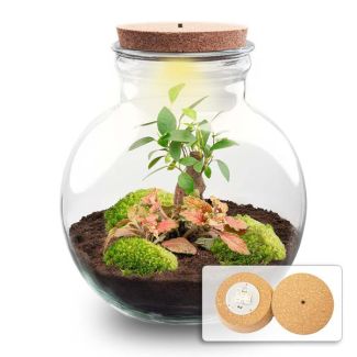 Kado Tip! DIY Planten Terrarium (met verlichting), Teddy Bonsai met led-Kurk, Ø25cm, ↑ 26.5cm,  Zelfvoorzienend Ecosysteem , Complete Set met Planten en Mossen zonder Tools, Onderhoudsarm, Eyecatcher