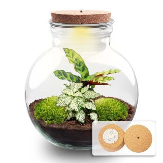 Kado Tip! DIY Planten Terrarium (met verlichting), Teddy met ledKurk, Ø25cm, ↑ 26.5cm,  Zelfvoorzienend Ecosysteem , Complete Set met Planten en Mossen zonder Tools, Onderhoudsarm, Eyecatcher
