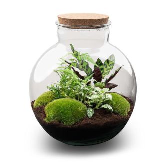 Kado Tip! DIY Planten Terrarium (met verlichting), Bolder Bob met Kurk, Ø31cm, ↑ 30cm,  Zelfvoorzienend Ecosysteem , Complete Set met Planten en Mossen zonder Tools, Onderhoudsarm, Eyecatcher
