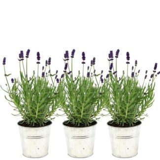 Lavendel, 3 stuks, in Sierpot, Kleur Blauw,Paars, Buitenplant, Terrasplant, Balkonplant, Lavandula angustifolia Felice®  in  Old Look  sierpot - 13 cm pot