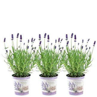 Lavendel in Sierpot,  3 Stuks, Kleur Paars-Blauw, Terrasplanten,  Lavandula angustifolia Felice® - Ø12 cm - ↕25 cm