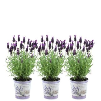 Kado Tip! Set van 3 kuiflavendel in Sierpot,  Kleur Lila/Paars, Tuinplanten, Terrasplant, Balkonplant,  Lavandula stoechas Anouk®  in  Lavendelprint  sierpot - 13 cm pot
